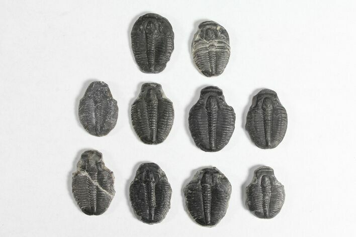 Lot: / Elrathia Trilobite Molt Fossils - Pieces #92047